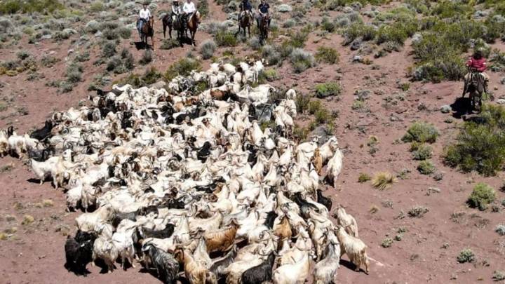 Más de mil crianceros de Nequén comienzan a trasladar sus animales hacia las zonas de veranada