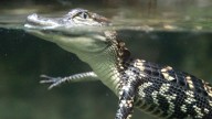World Atlas reveals Alabama’s top 5 most alligator