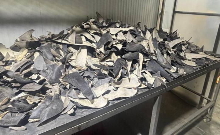 Incautan más de 12 toneladas de aletas de tiburón en vivienda del Callao, valorizadas en más de 15 millones de dólares