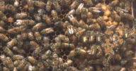Beekeepers call for import ban on non-North American bees as deadly mite spreads