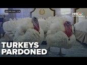 Trump pardons Thanksgiving turkeys