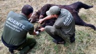 La investigación por el oso hallado muerto en Degaña llega al Juzgado de Cangas del Narcea