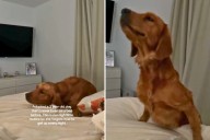 Shelter Dog Never Knew a Bed—His Night Routine After Adoption Melts Hearts