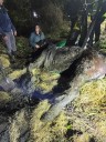 1,200-Pound Horse Stuck In Muddy Pond Saved By Firefighters, Vet: Palmyra FC (PHOTOS)