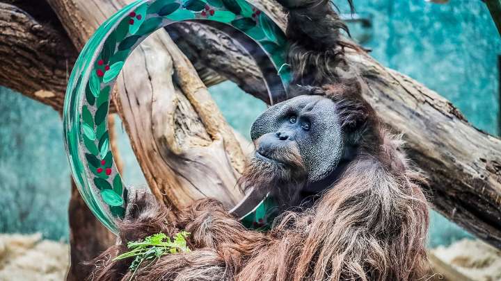 Louisville Zoo announces Wild Holidays celebration