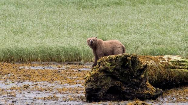 If the grizzly that attacked a B.C. school group is found, what happens next?