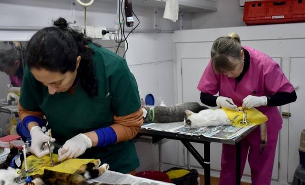 Vacunación, castración y desparasitación gratuita este miércoles en Planta de Gas