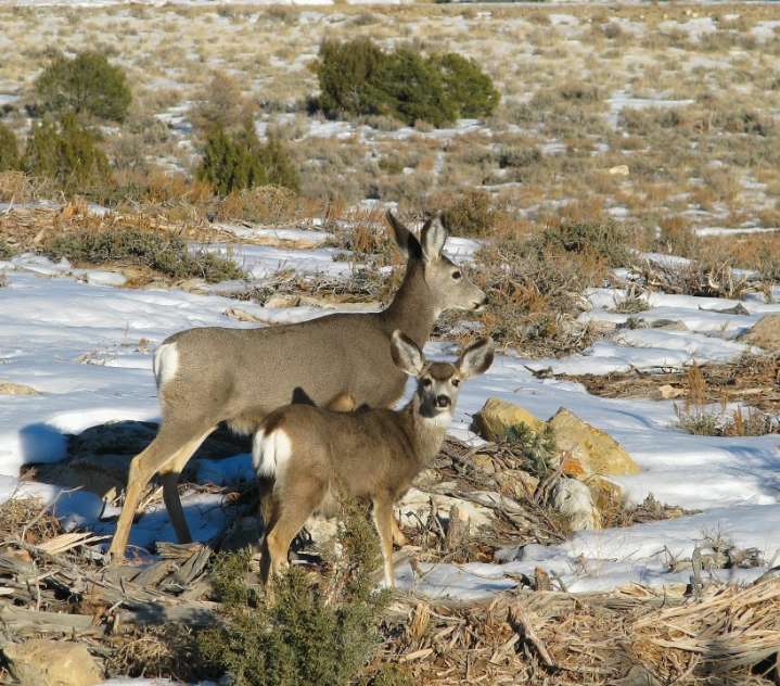 The Utah Division of Wildlife to host annual Mule Deer Watch