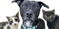 Adopt for free from Humane Society of Summit County Nov. 14