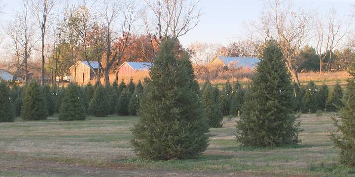 Central Kentucky Christmas tree farm helps families find perfect holiday tree
