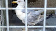 Detectan un nuevo caso de gripe aviar en una gaviota en Vigo