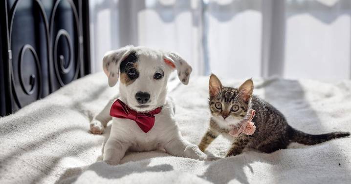 Robinson’s Rescue hosts annual Spay-Ghetti dinner, 2026 calendar reveal Thursday