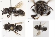 Abeja ‘Lucifer’ aparece en Australia y la ciencia teme por la biodiversidad