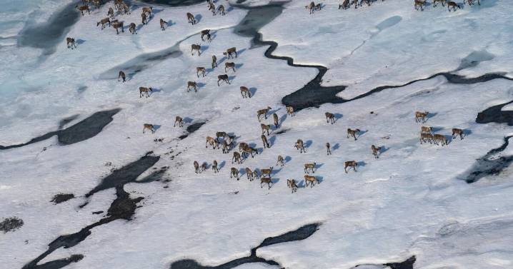 Trump administration reopens Arctic National Wildlife Refuge in Alaska to oil drilling