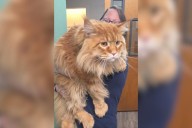 People Can’t Get Over the Size of This Maine Coon Cat