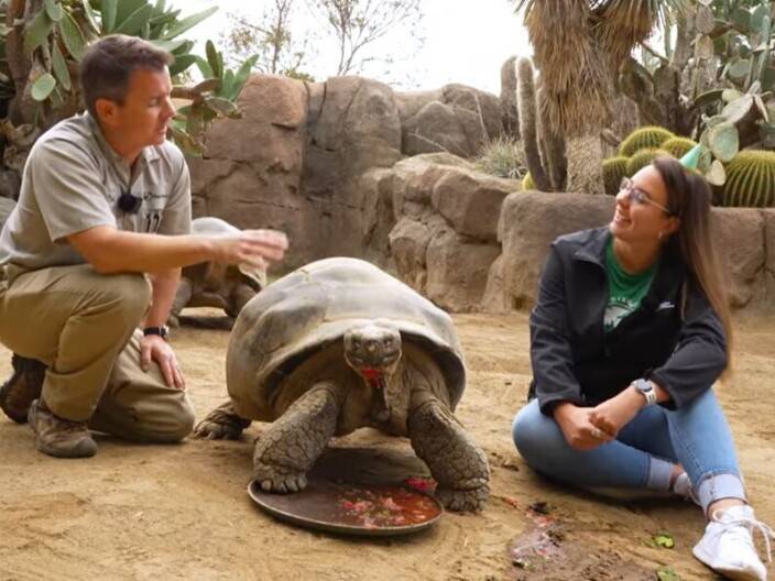 How a 'sweet and shy' tortoise outlived empires and survived two world wars