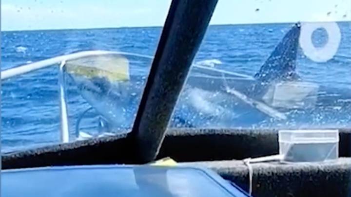 Viral video shows shark leaping from water onto fishing boat in New Zealand