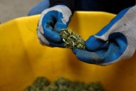 How the bill that ended the shutdown could threaten the U.S. hemp industry’s future