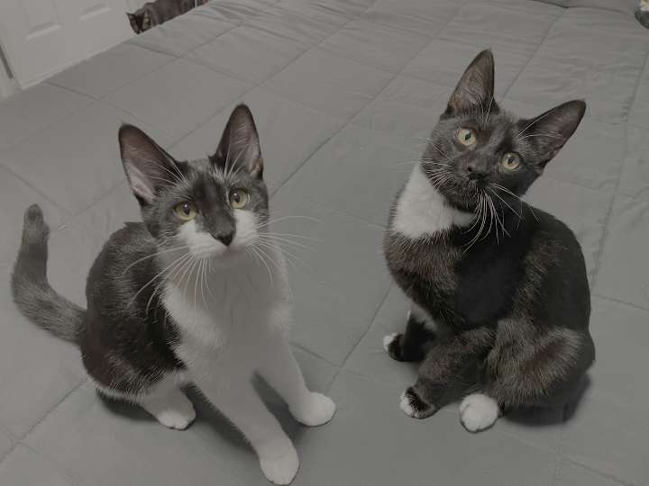 OCHS adoptable pet: Jackie & Frida are sisters