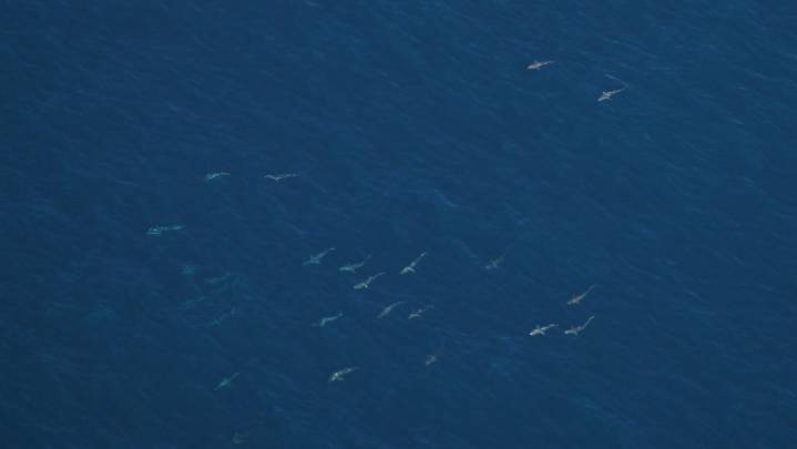 Hundreds of sharks photographed in school off Block Island in August