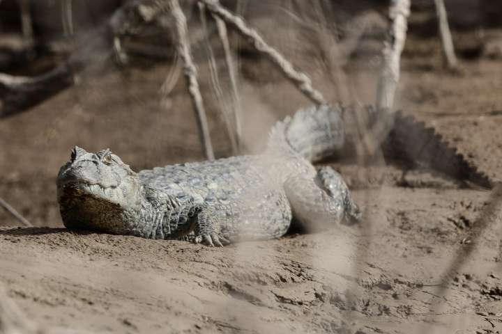 Argentina: el bosque El Impenetrable lucha contra el ganado, las motosierras y el clima