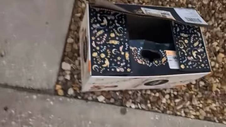 Florida Woman Arrives At The Vet With Her Rescue Dog, Only To Be Stunned By What She Finds Nearby