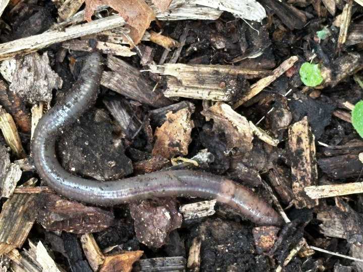 Invasive jumping worms pose growing threat to Michigan’s ecosystems