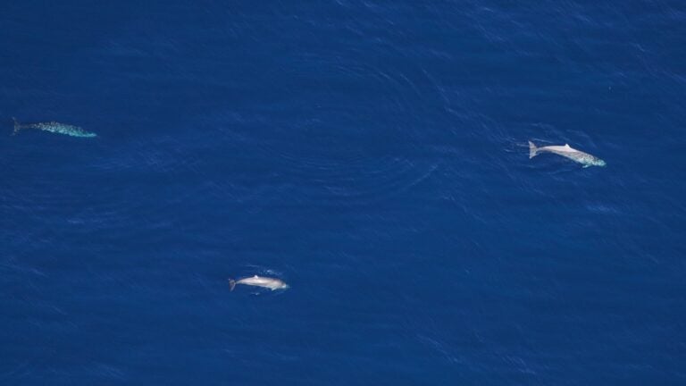Rare 'deep-diving' whales spotted off Mass. coast