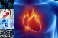 Descubren un gen capaz de regenerar el corazón humano -