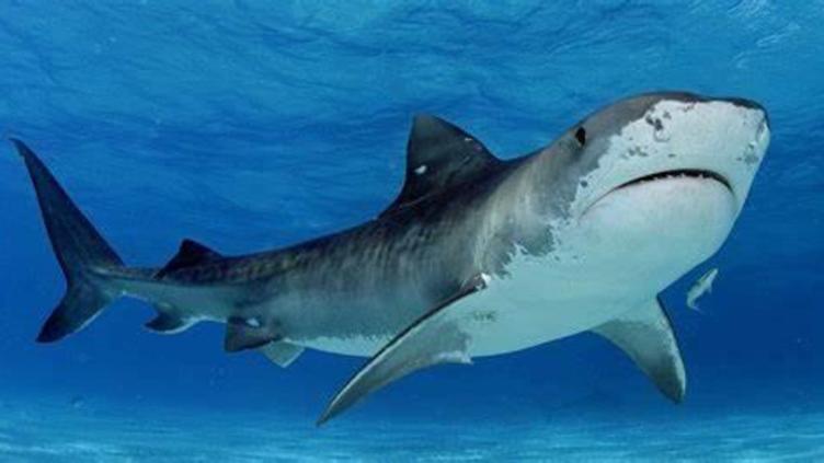Atacó tiburón toro a turistas en Australia, uno falleció