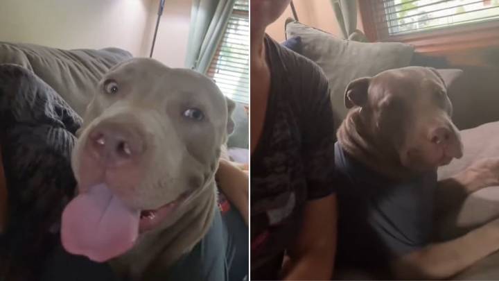 Illinois Woman Rescues Dog With Rope Around Her Neck And Changes Her Life Forever