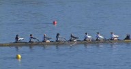 Rowing on the Riverfront: 2nd largest regatta in nation happening this weekend in Chattanooga