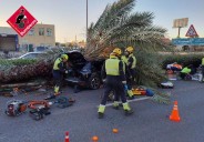 Fallece un conductor de 22 años al caerle una palmera en una carretera de Torrevieja