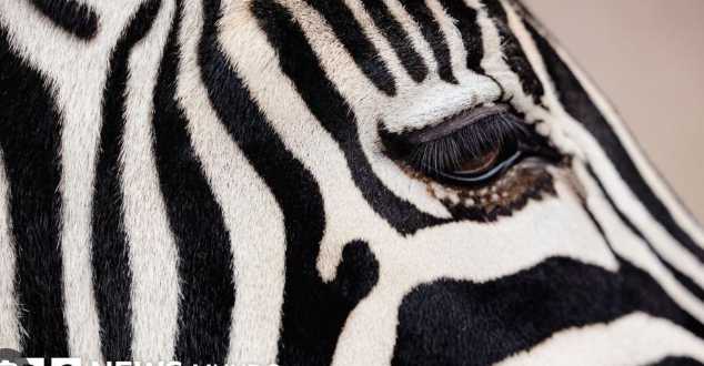 Excelente pregunta 🦓🐼 — y muy buena para una nota divulgativa o educativa.La coloración blanca y negra en animales como las cebras, los pandas, los pingüinos o las orcas tiene explicaciones distinta