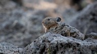 Portland's pika population pops past previous peak
