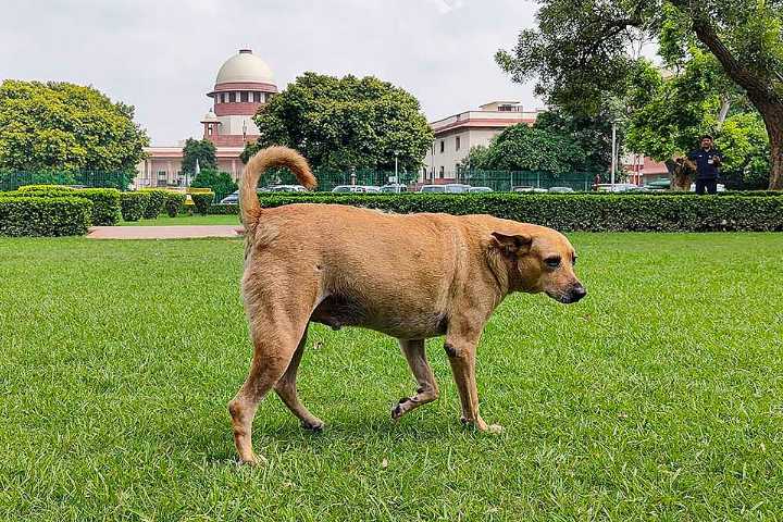 Stray Dog Case: Supreme Court To Issue Orders Regulating Dog‑Feeding In Government Premises