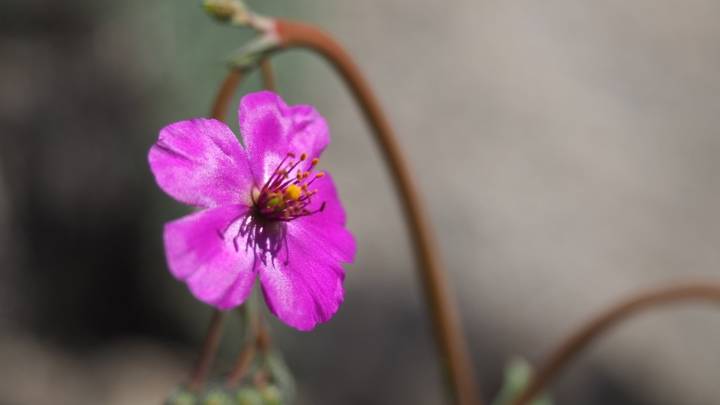Conmoción entre los botánicos: una rarísima flor del desierto podría ser la esperanza de toda la agricultura mundial