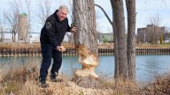 Trees log heavy damage due to beaver comeback