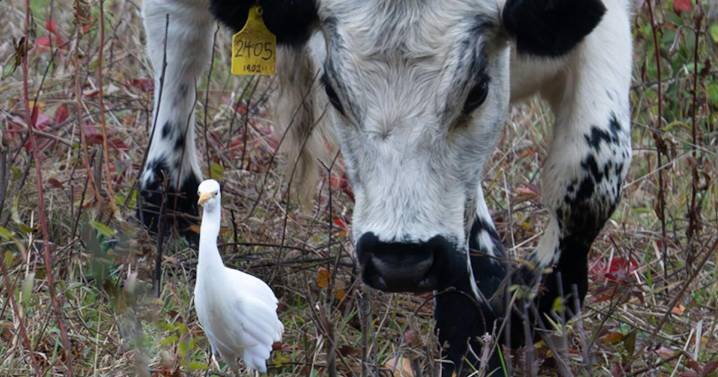 Bird Watch: Sightings from Greater Newburyport and beyond