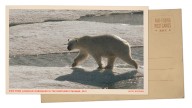 Photo: Polar bear on ice in Arctic Circle : NPR