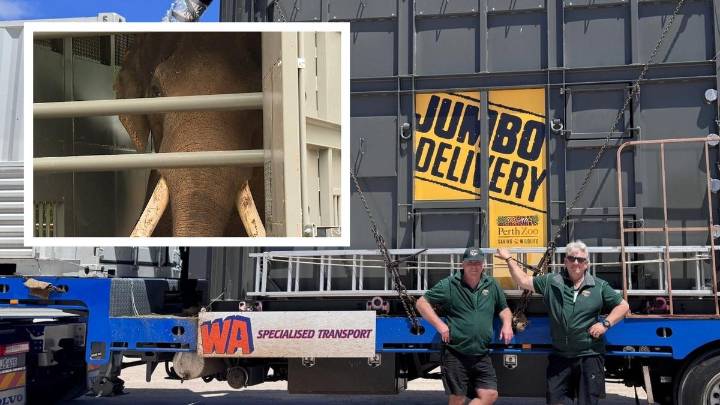 Perth Zoo’s last elephant: Putra Mas crossing the border into South Australia towards Monarto Safari Park