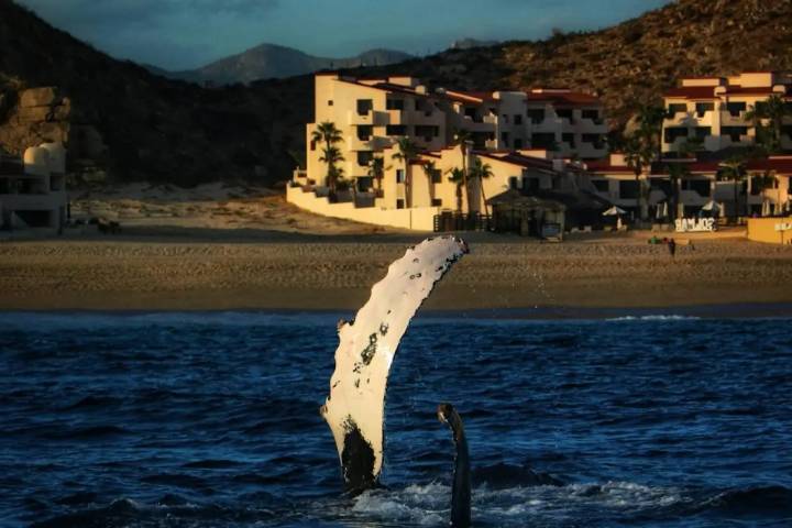 Actividad de observación de ballenas en este momento está prohibida en BCS