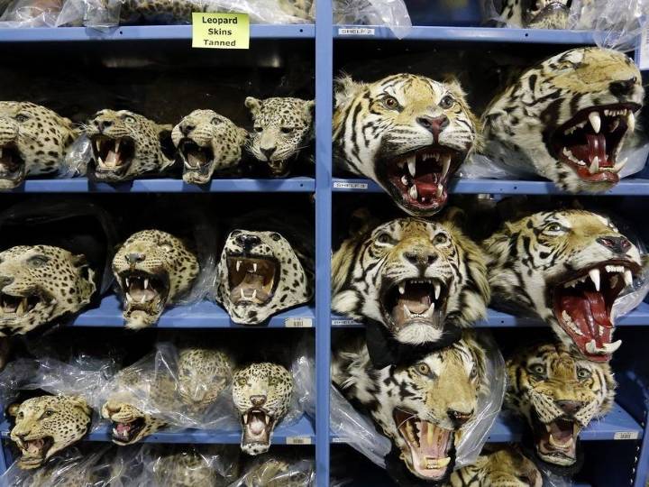 Tiger trafficking crisis worsens with nine seized monthly