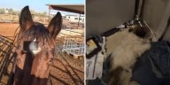 Deputies rescue animals found in ‘horrific conditions’ in Buckeye