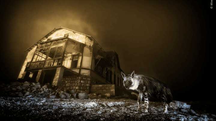 El retrato fantasmal de una hiena que ganó el premio a la mejor fotografía de vida salvaje de 2025