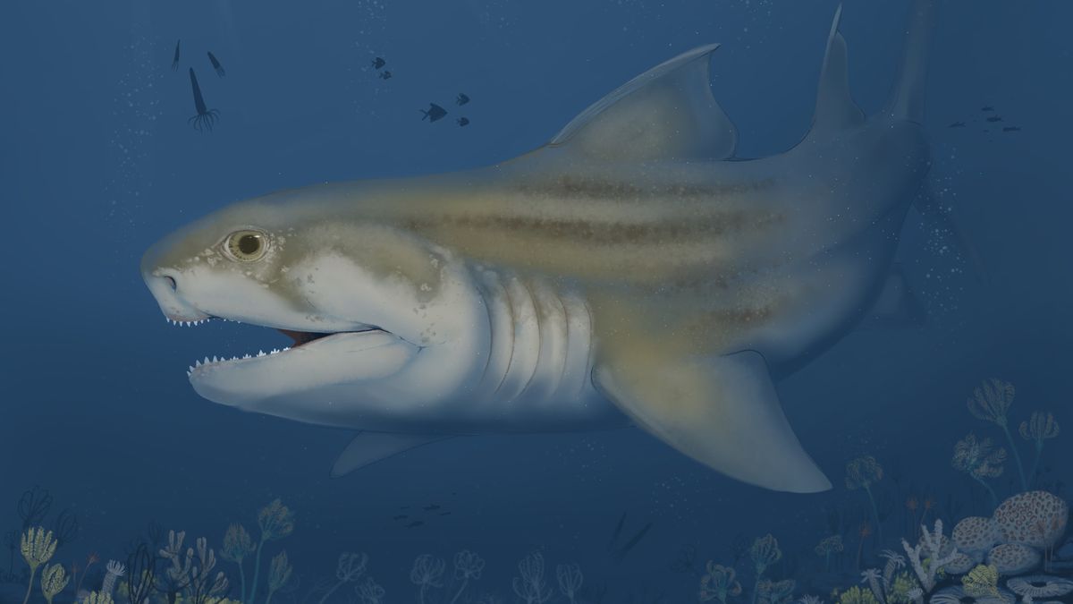 Los paleontólogos no dan crédito: asombroso descubrimiento de dos tiburones ancestrales en la cueva más larga del mundo