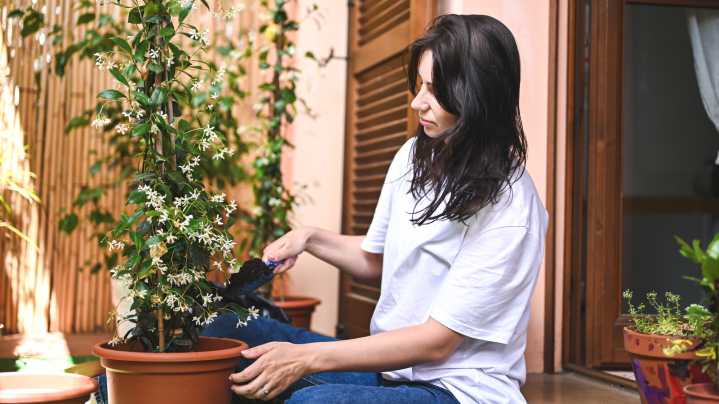 Get Healthier Star Jasmine In The Spring With This Essential Fall Task