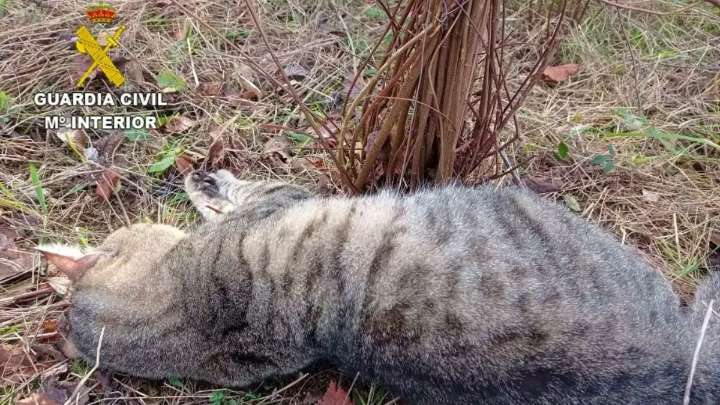 ¿Un envenenador de gatos en este pueblo de Castilla-La Mancha? Han muerto más de 100