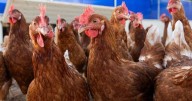 ‘Fatal’ H5N5 bird-flu strain kills first person as health experts issue advice