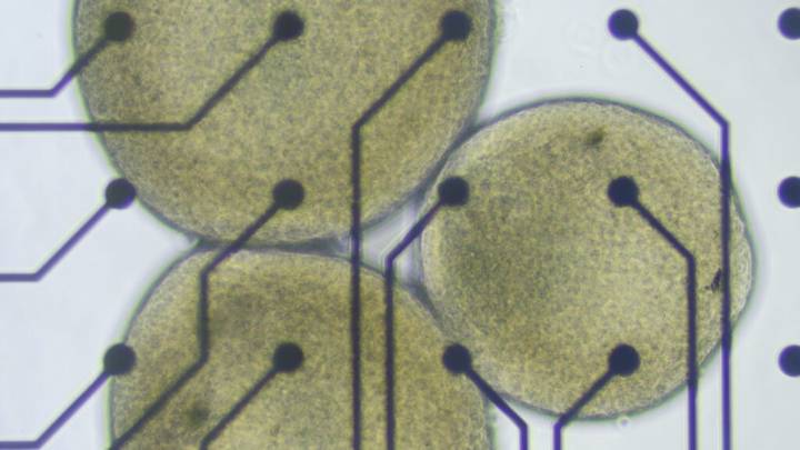 Brain organoid scientists worried by push into biocomputing